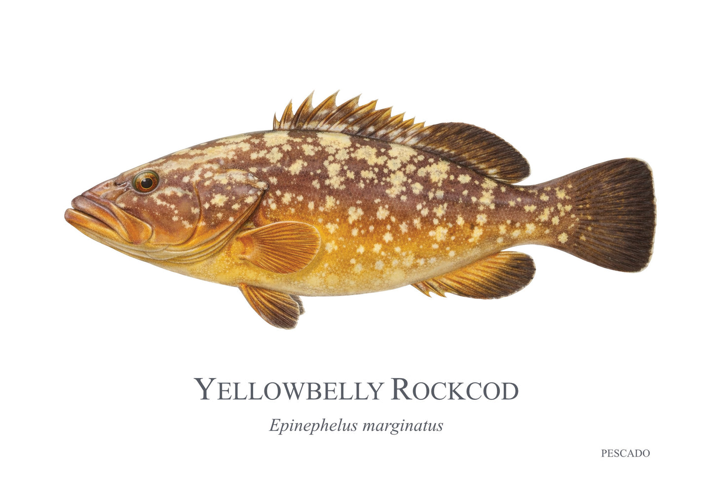 Yellowbelly Rockcod