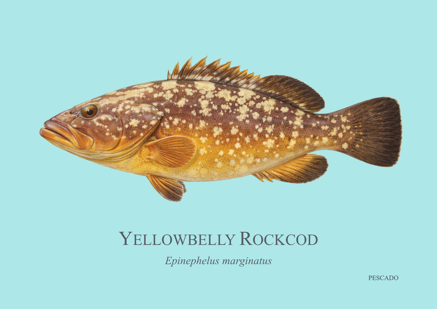 Yellowbelly Rockcod