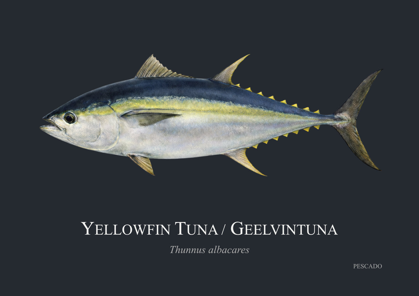 Yellowfin Tuna