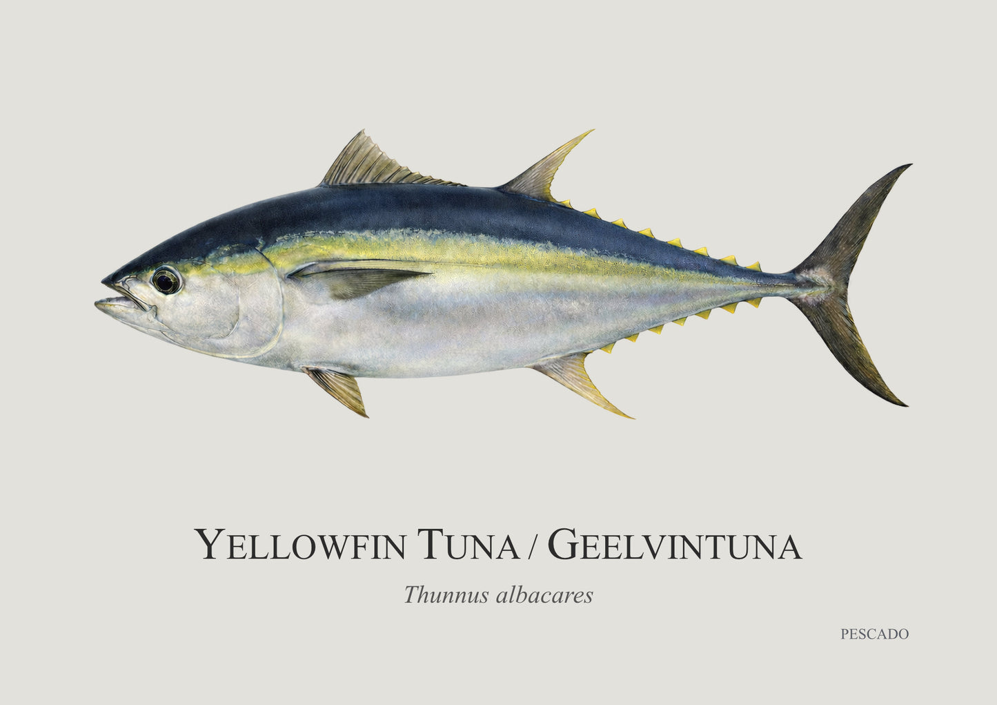 Yellowfin Tuna