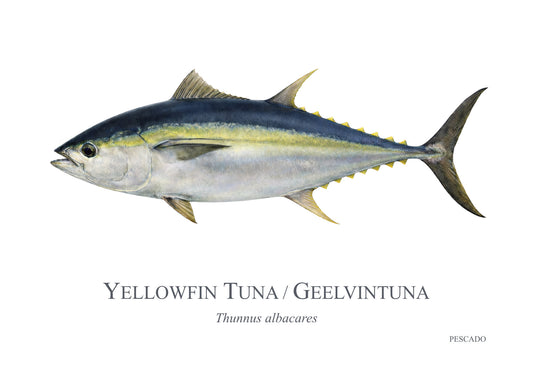 Yellowfin Tuna