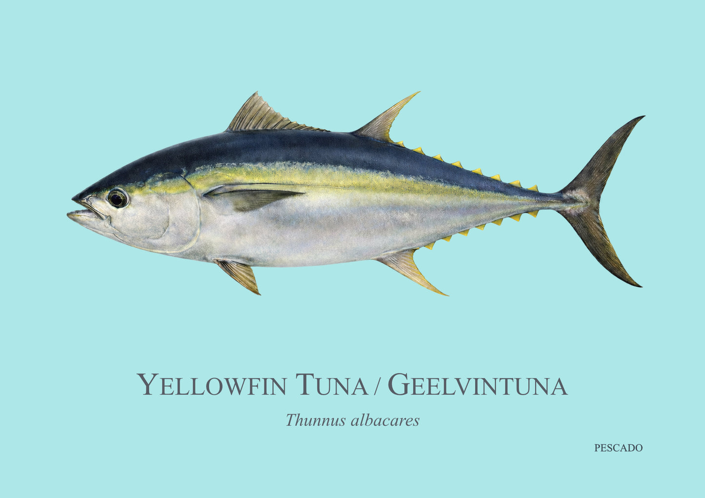 Yellowfin Tuna