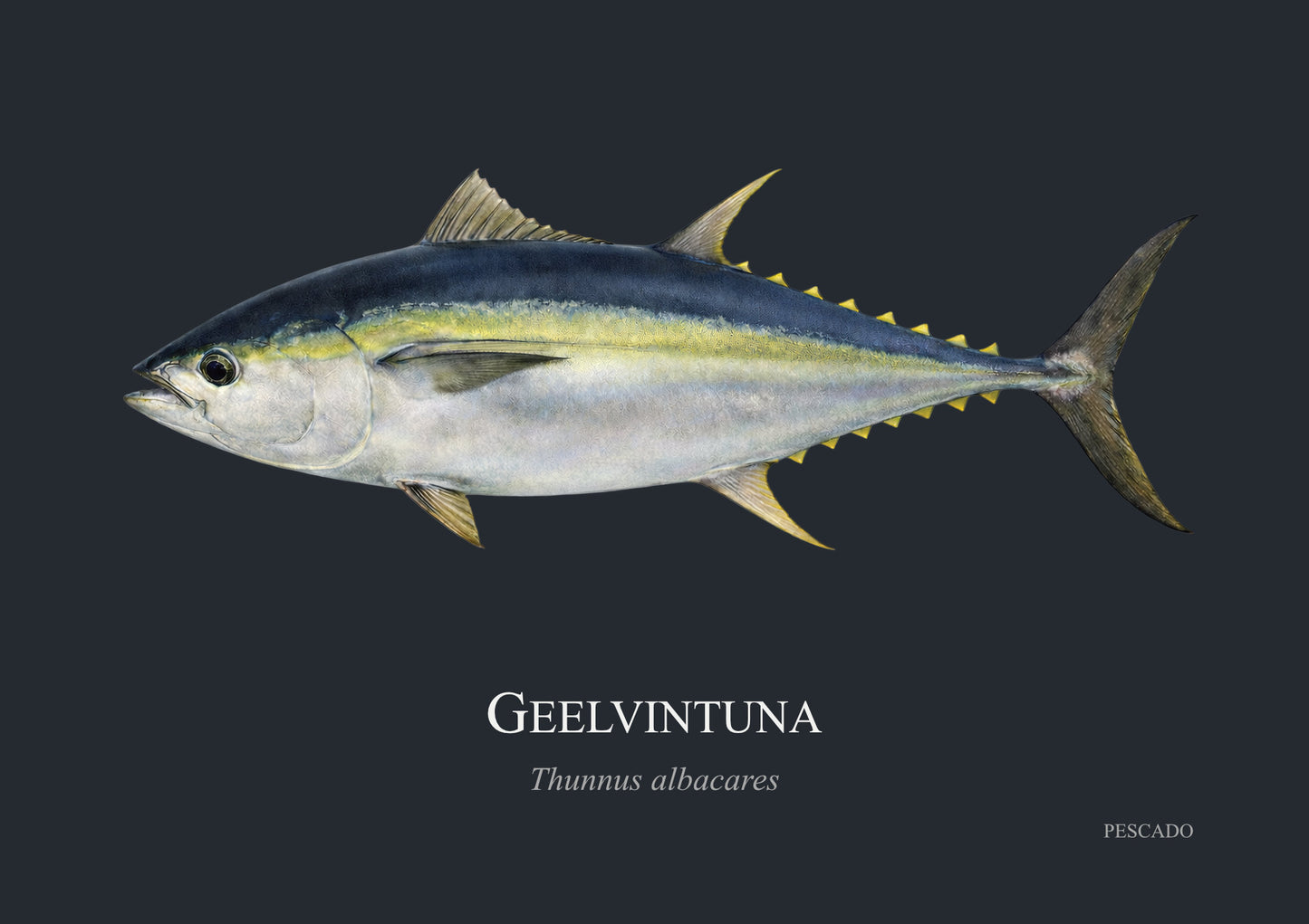 Yellowfin Tuna