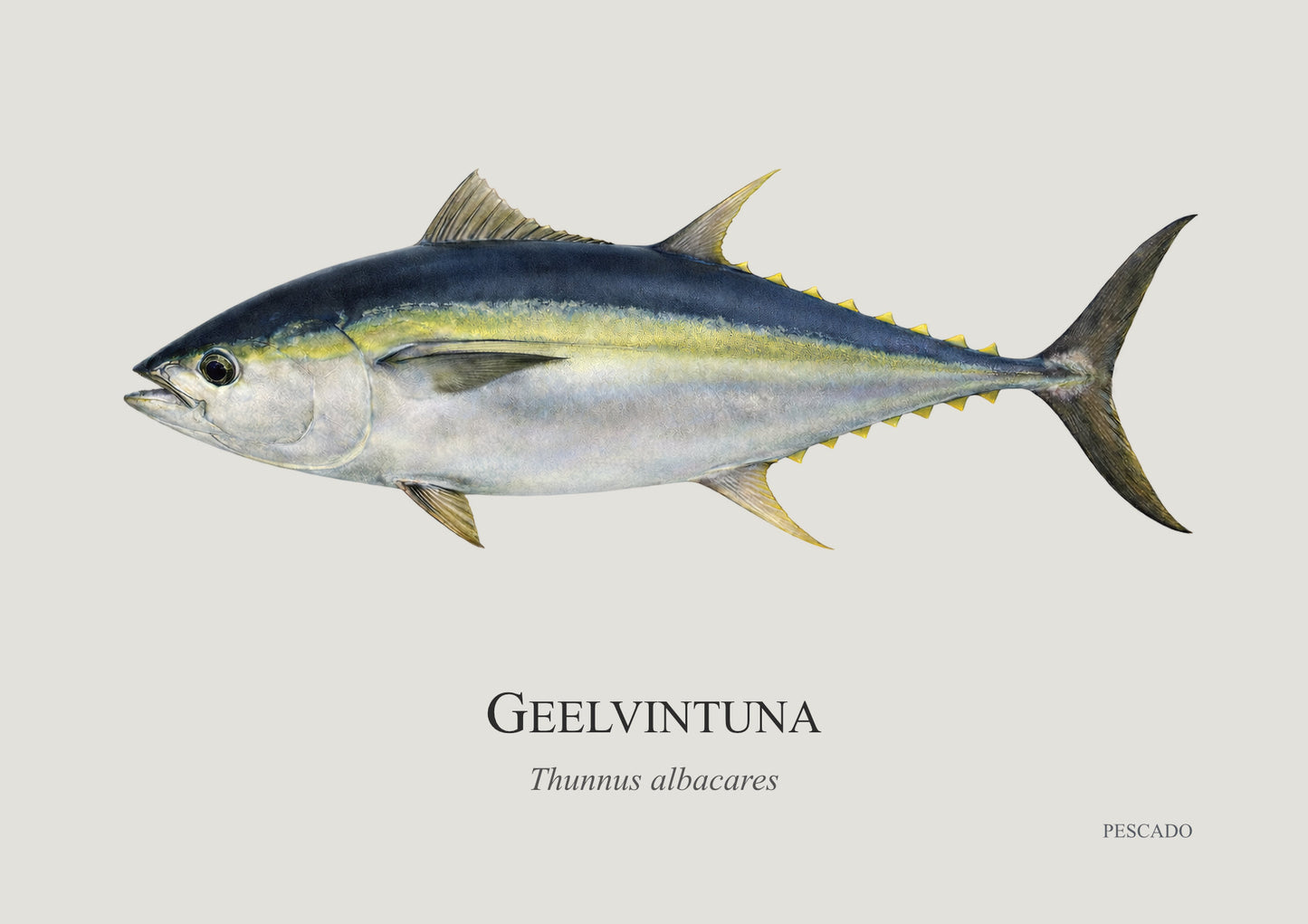 Yellowfin Tuna