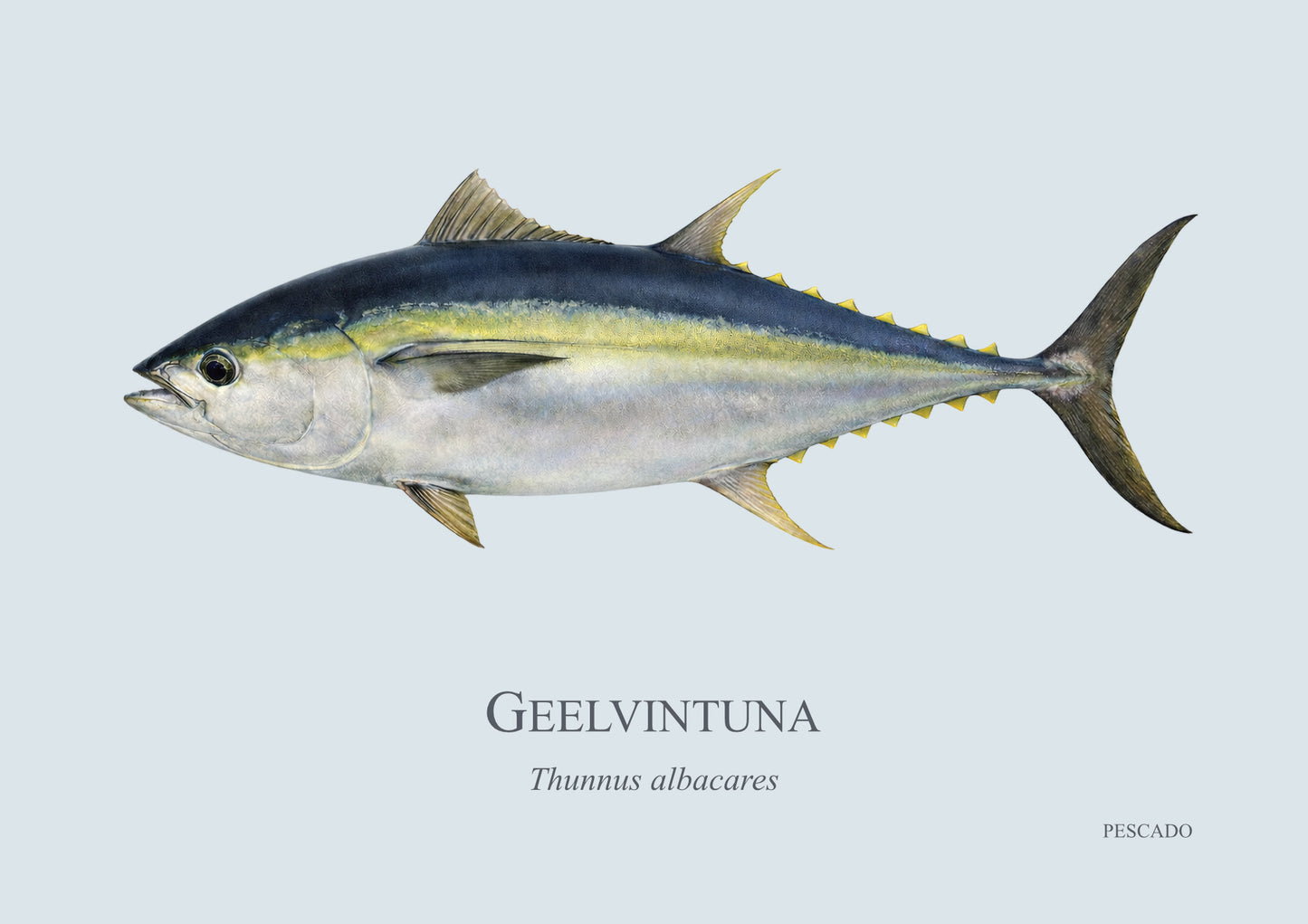 Yellowfin Tuna