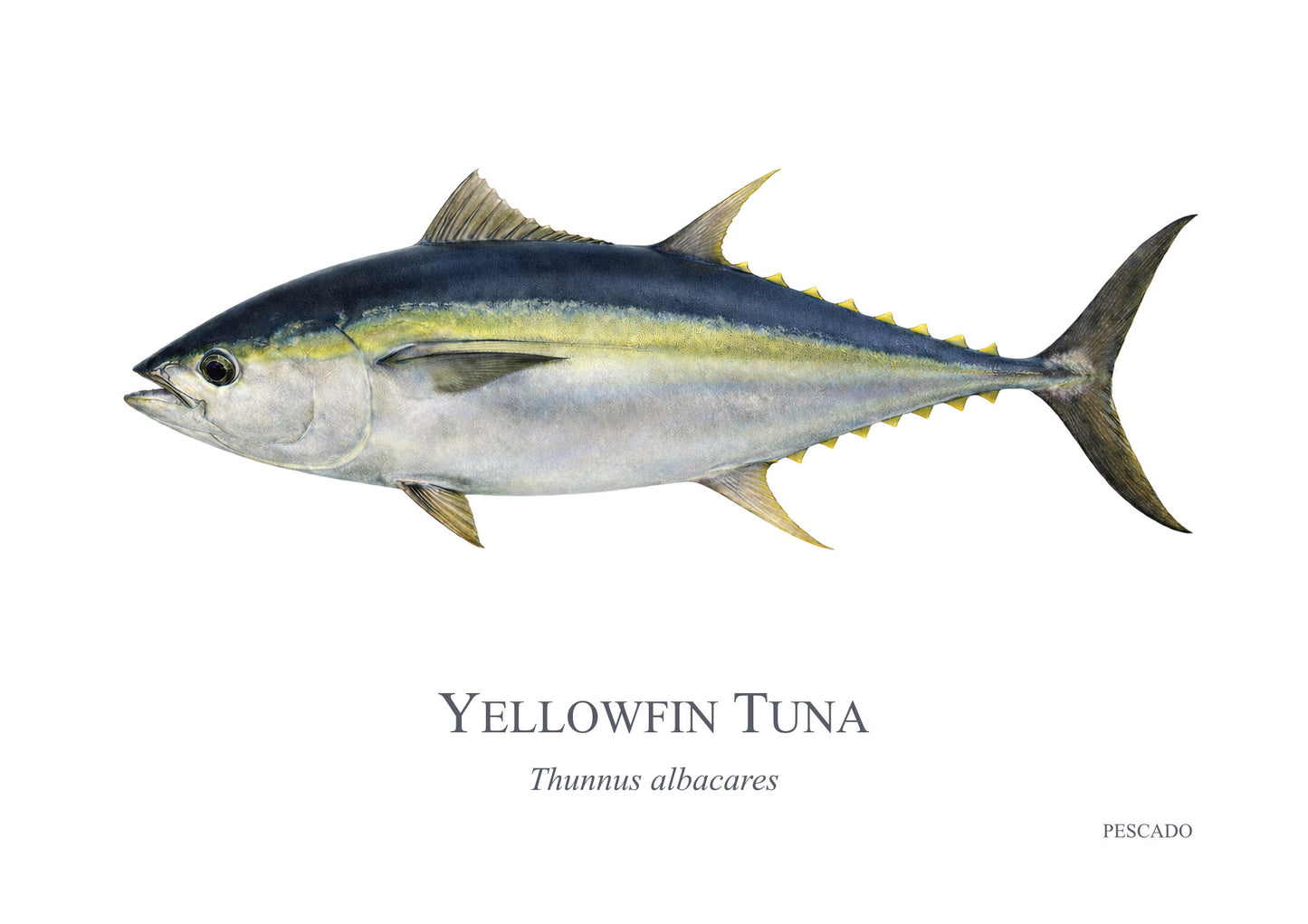 Yellowfin Tuna