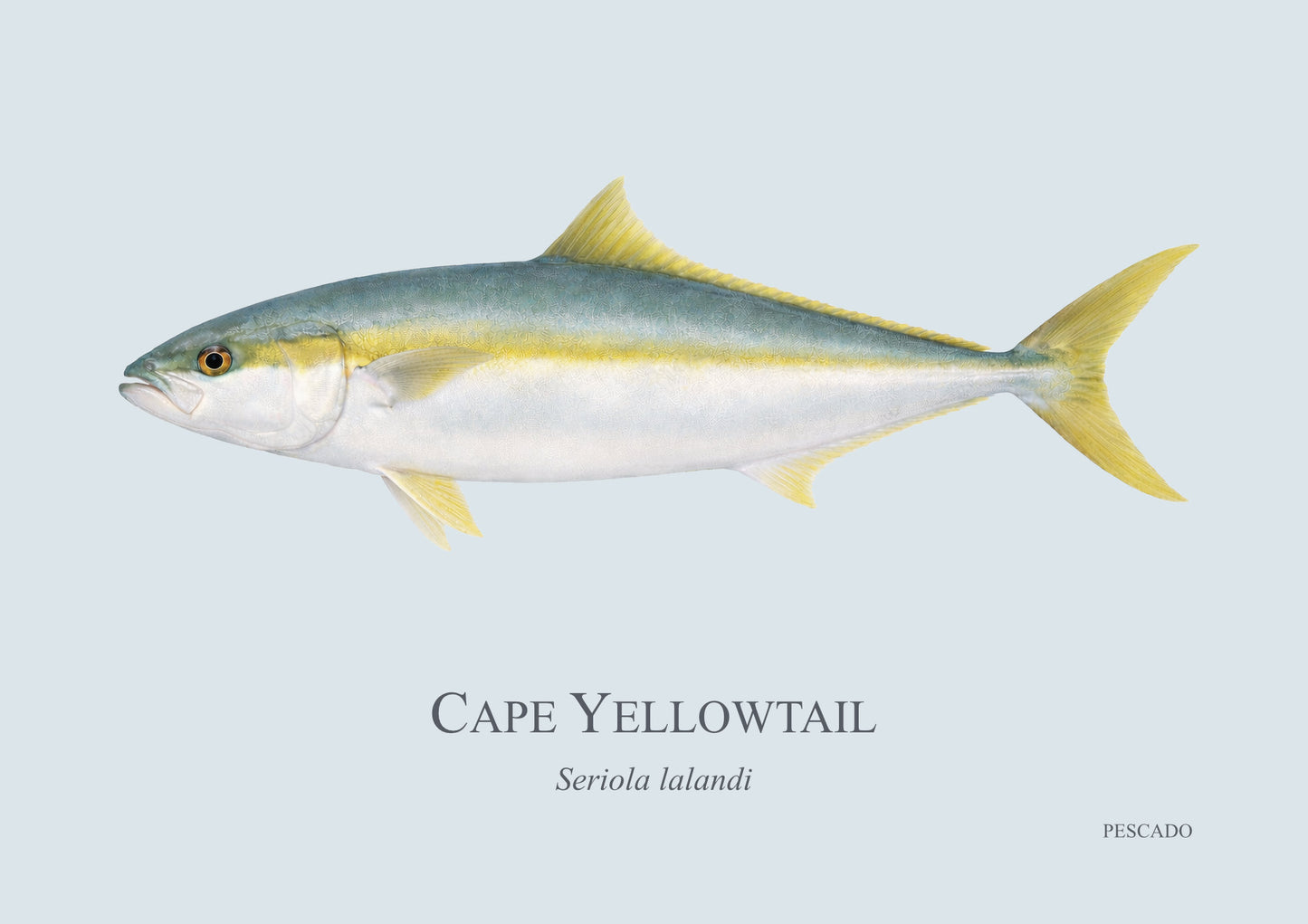 Cape Yellowtail