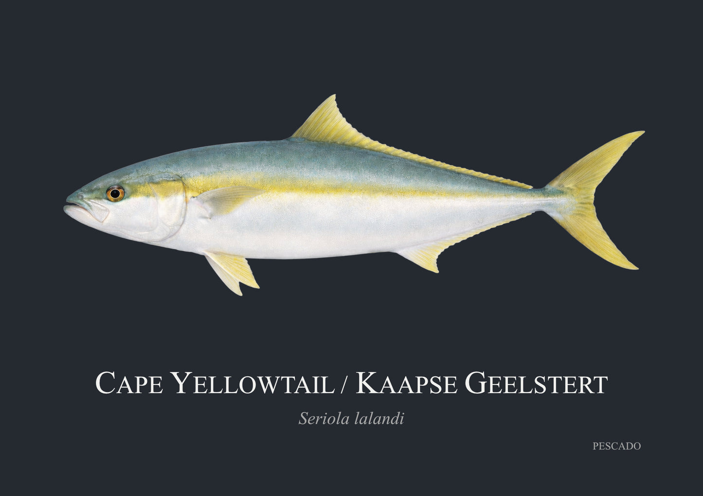 Cape Yellowtail