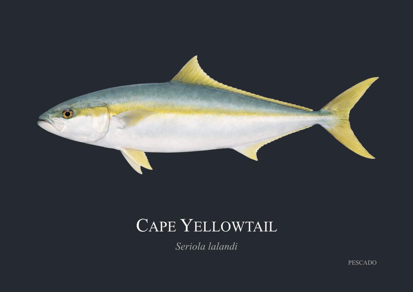 Cape Yellowtail