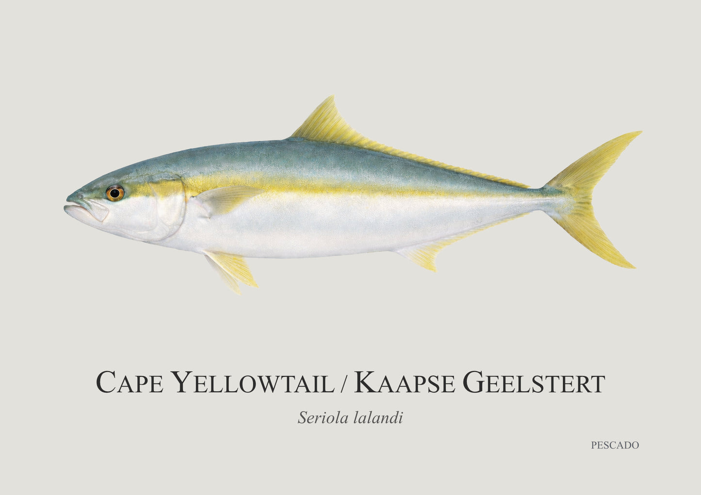 Cape Yellowtail