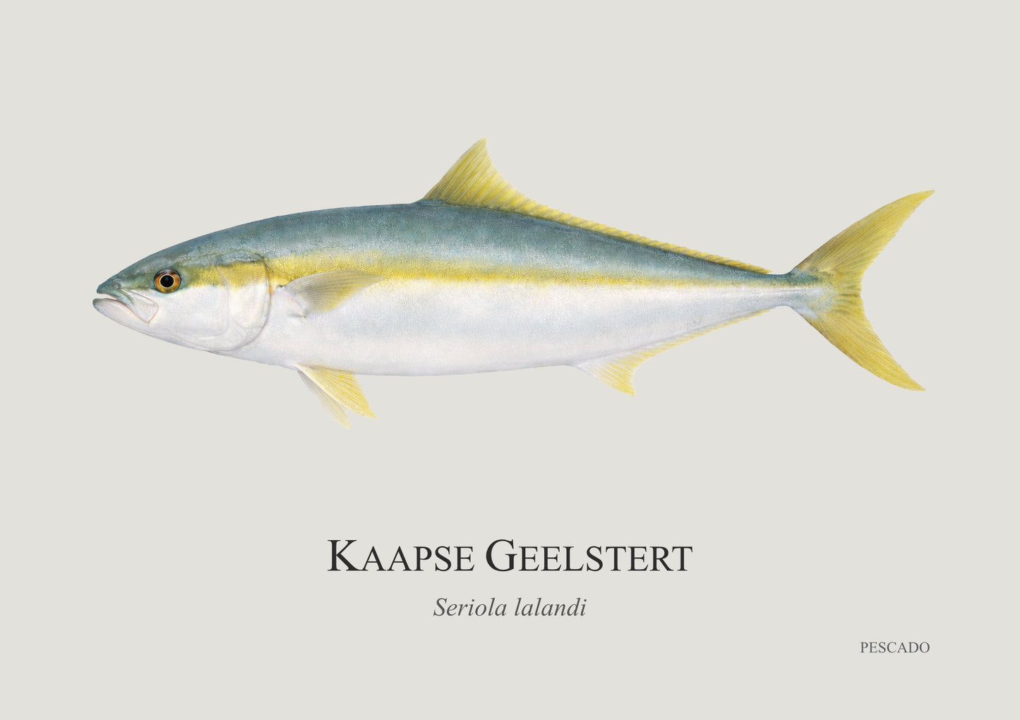 Cape Yellowtail