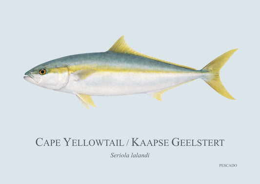 Cape Yellowtail