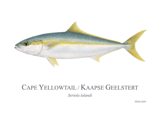 Cape Tea Fish PESCADO – South African Fish Art Prints