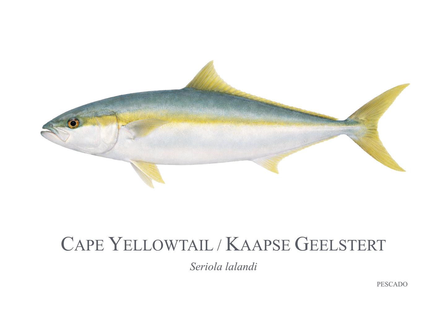 Cape Yellowtail