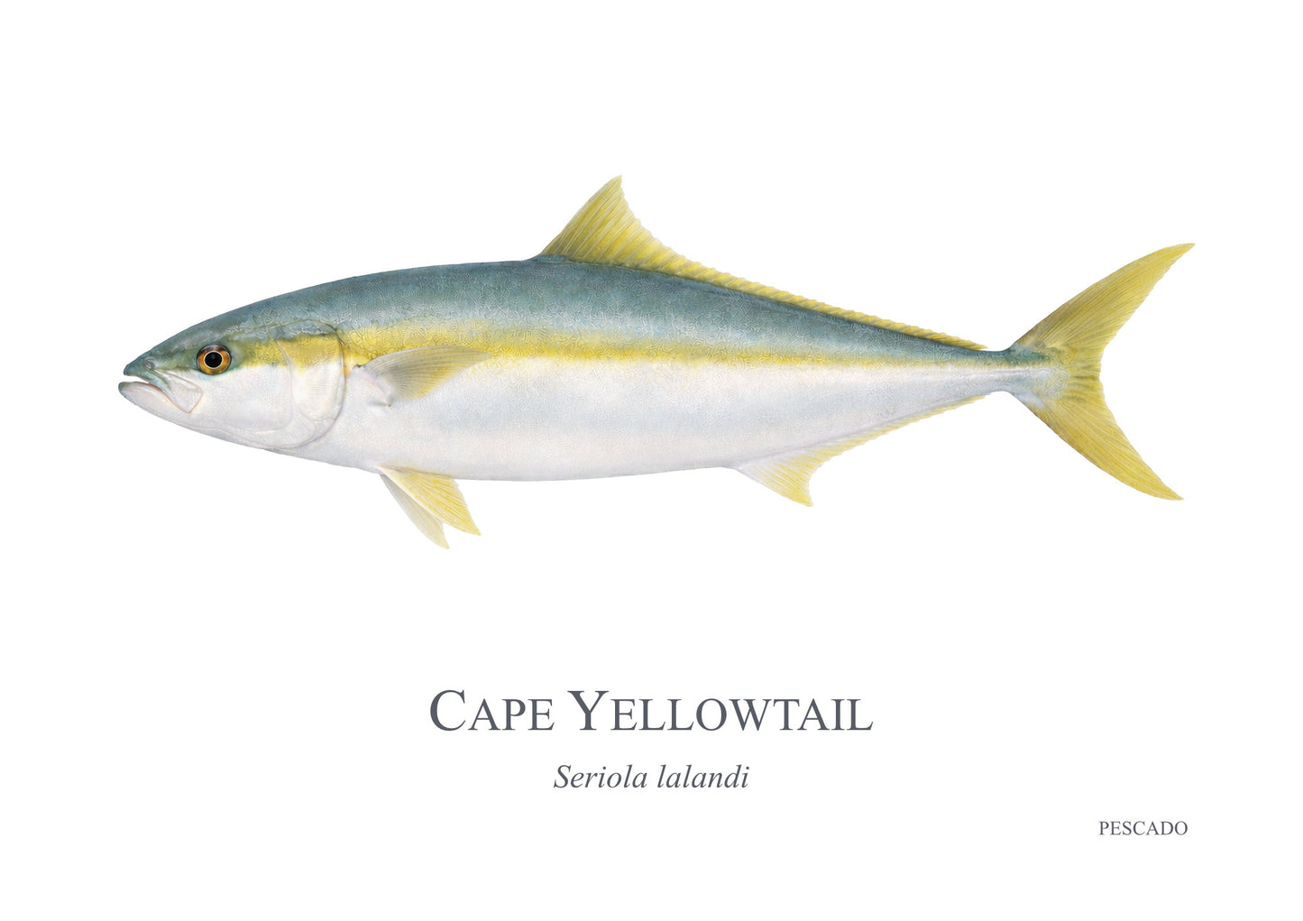 Cape Yellowtail