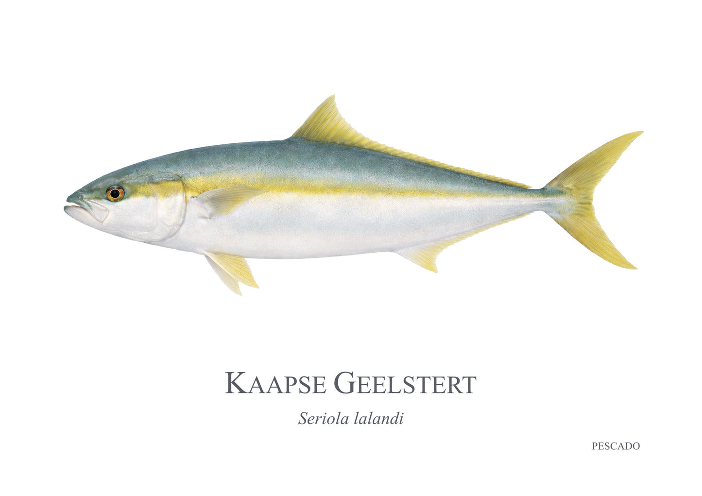 Cape Yellowtail