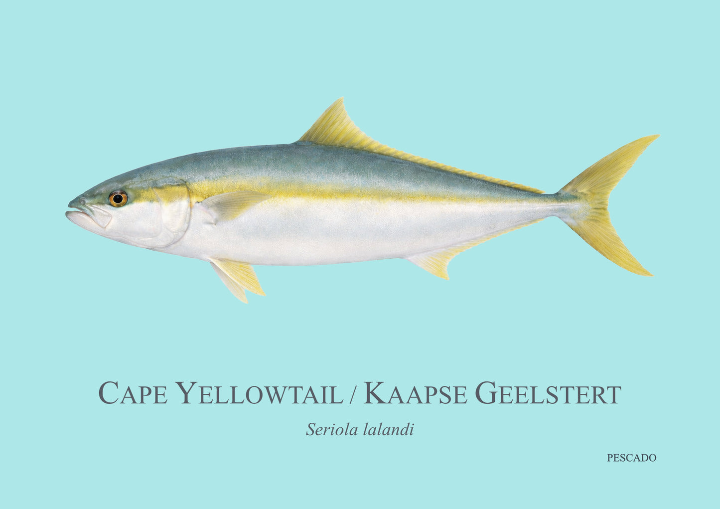 Cape Yellowtail