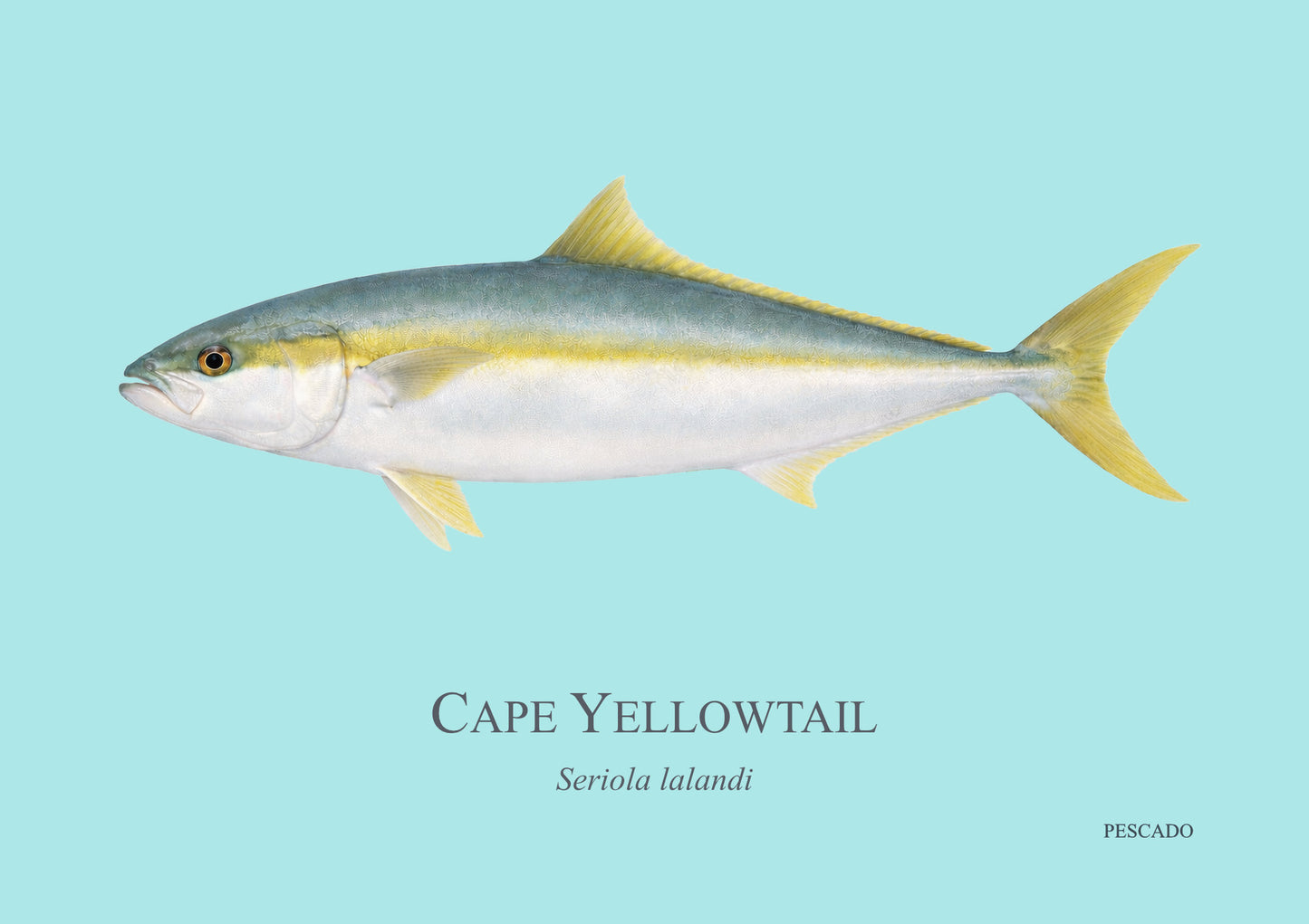 Cape Yellowtail
